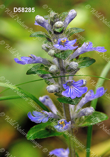 Ajuga reptans